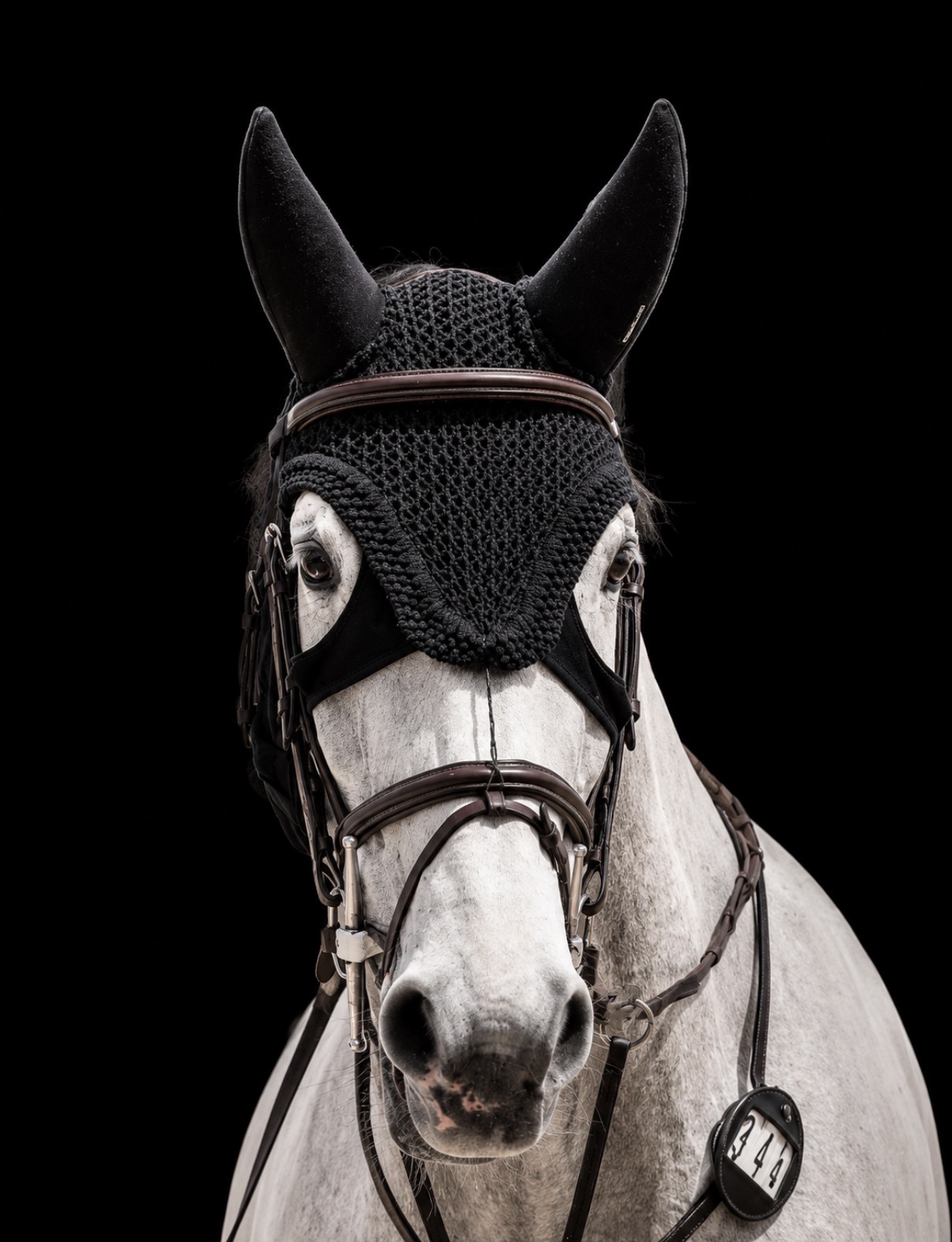 M. Bulisina — Stapley Lodge show jumping horse portrait