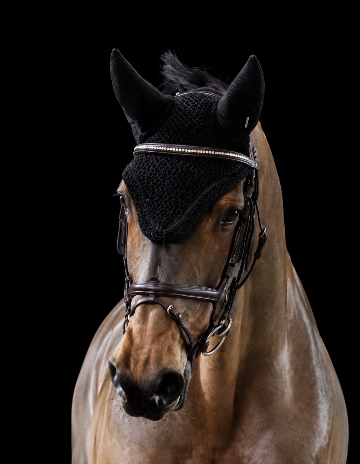 Pear Drops OS — Stapley Lodge show jumping horse portrait
