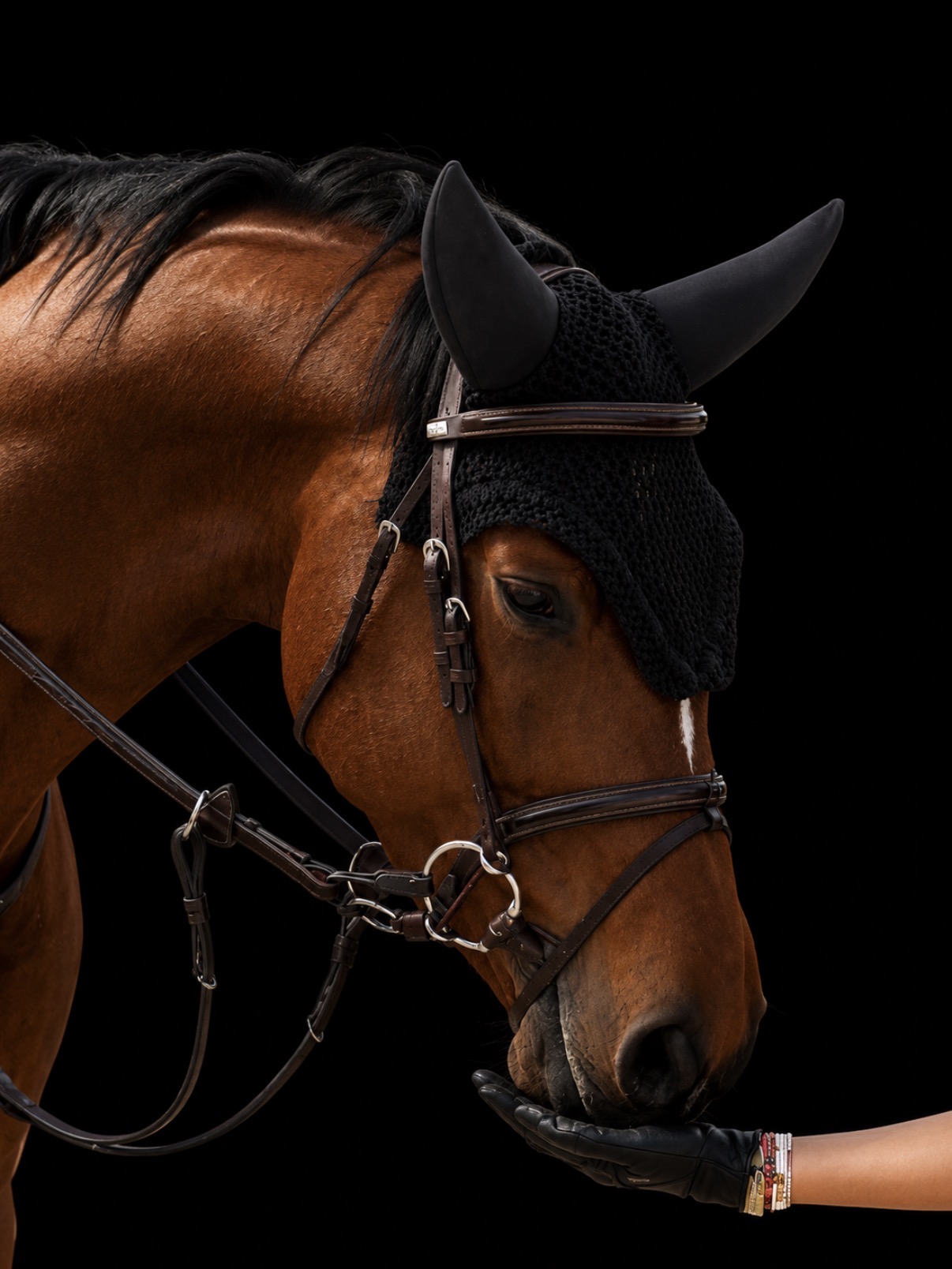 Emilia EH Z — Stapley Lodge show jumping horse portrait